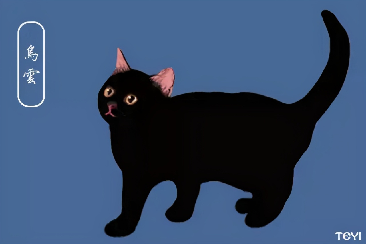 中华田园猫的品种介绍和图片大全,常见中华田园猫品种名称