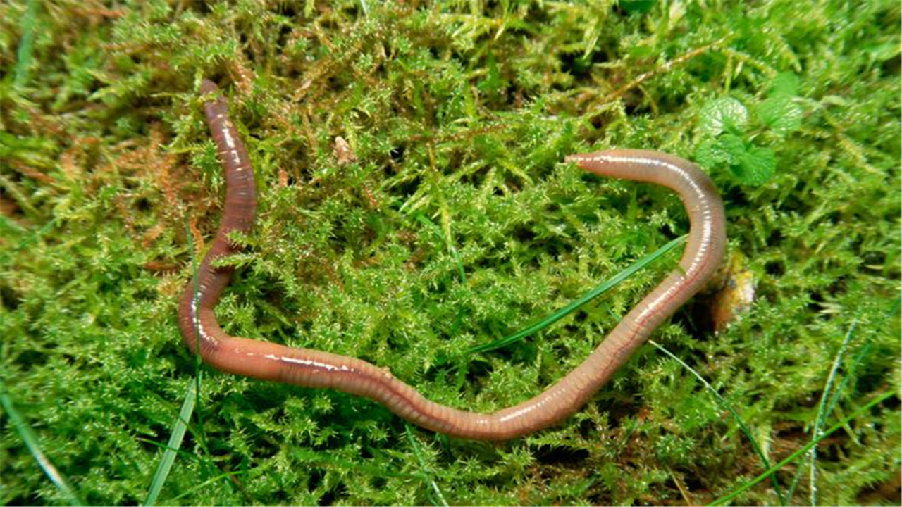 蚯蚓的常见种类有哪些呢,蚯蚓的种类及主要特征