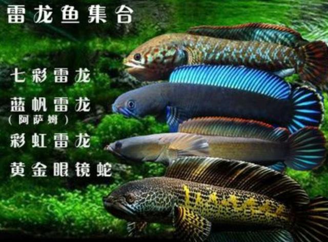 黑鱼和雷龙和金龙鱼哪个适合观赏,攻击性观赏鱼和黑鱼差不多