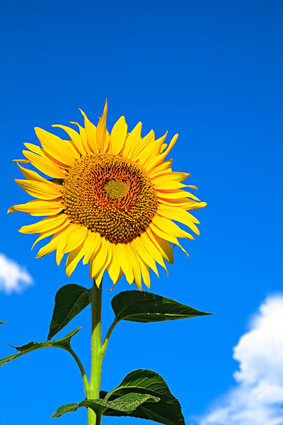 我的那些花儿精彩音乐汇,我的那些花儿音乐