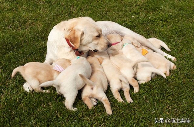 拉布拉多产后怎么护理拉布拉多产后易患的疾病你需要注意