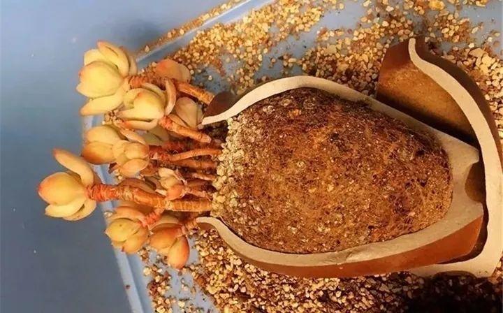 冬天种多肉上盆后多久浇水,入冬了多肉用什么肥料