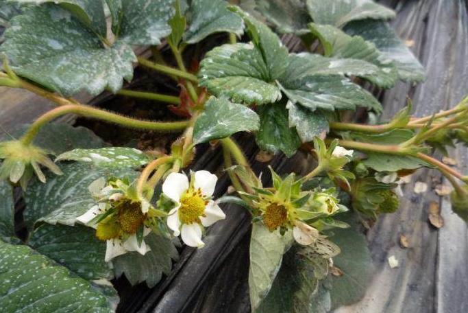 草莓低温受冻后的补救措施,草莓根系冻害影响