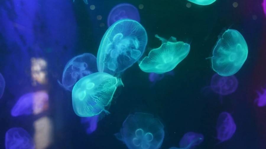 中秋特惠！（9.13-15）深圳海洋世界门票现4折仅69.9抢购~美到爆