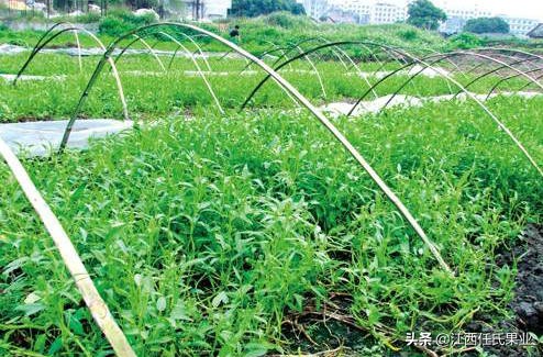 水蕹菜的做法,蕹菜种植注意事项