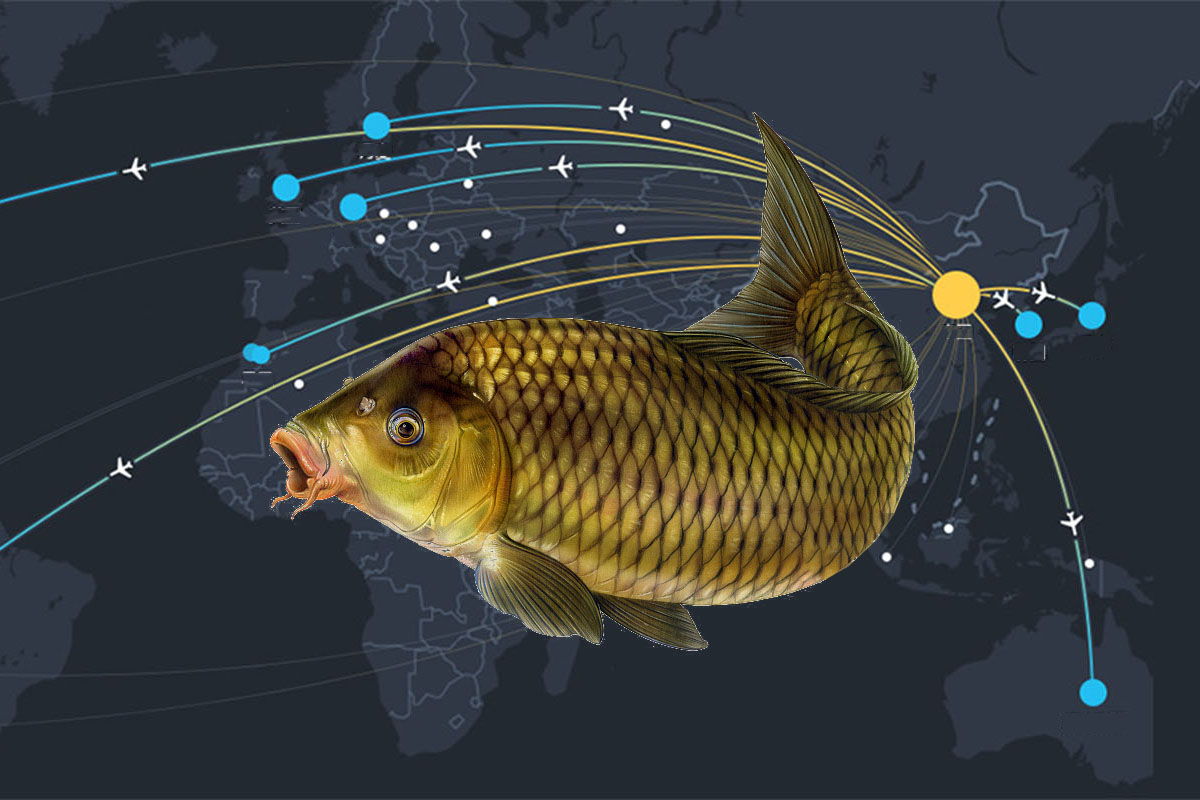 什么能让鲤鱼疯狂开口？鱼阿法鱼类兴奋剂对鲤鱼的促食效果研究