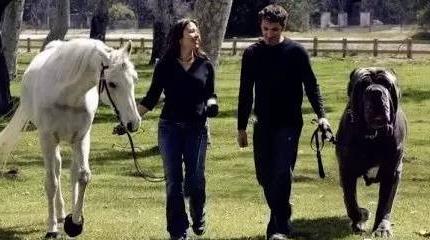 俗称杀人犬是什么犬,纽波利顿犬危险吗