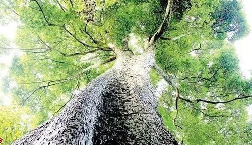 民间高手野外生存建造木屋,民间高手打造千万豪车