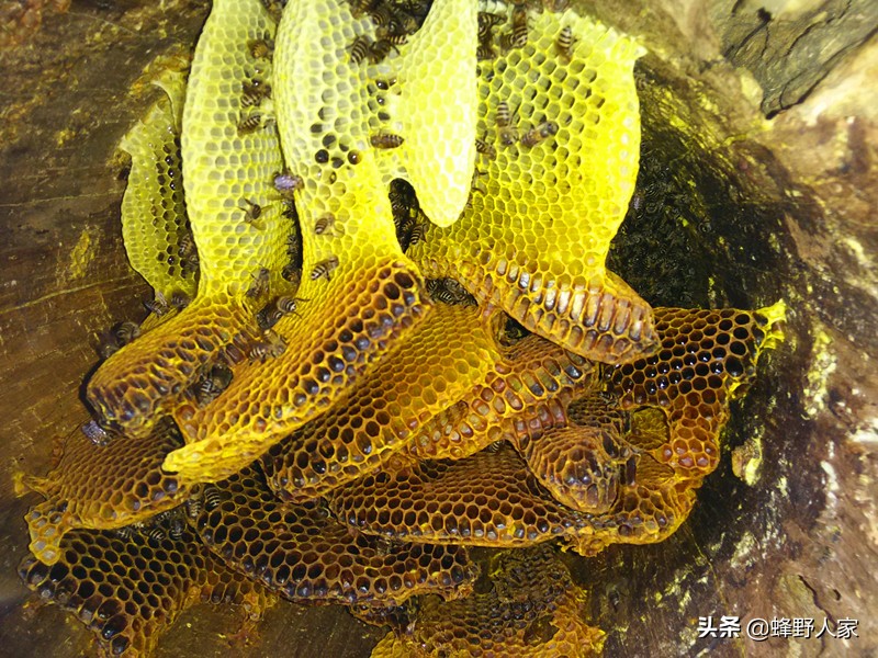 养蜂技术视频蜂王管理,养蜂人蜜蜂养殖技术