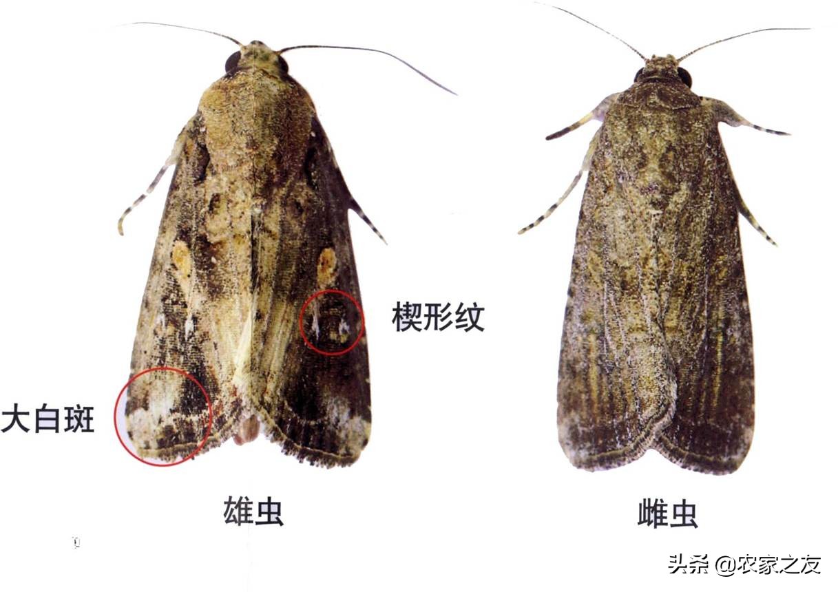 草地贪夜蛾是单食性吗,草地贪夜蛾如何发生