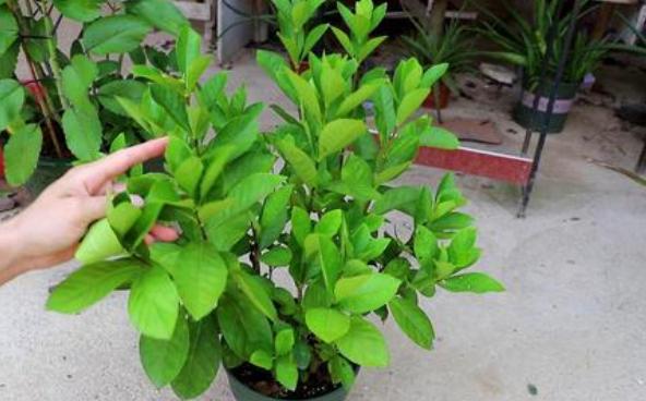 栀子花水培扦插是放阳光下直晒吗,栀子花水培扦插有绒毛是怎么回事