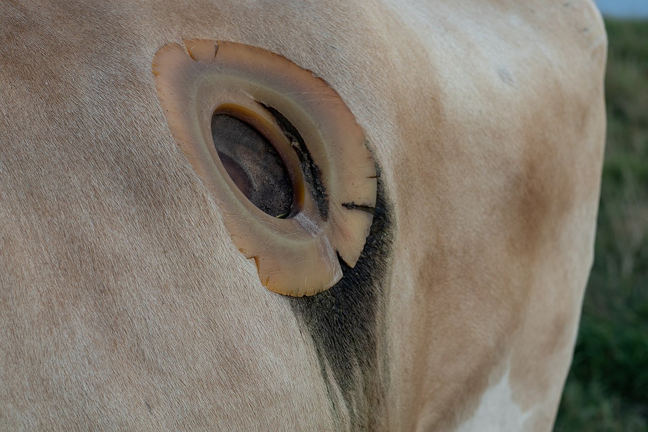 牛身上有个大洞为什么还会往里掏,牛身上开洞不疼吗