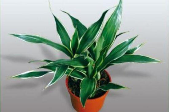 家养富贵竹讲究,家养富贵竹用什么肥