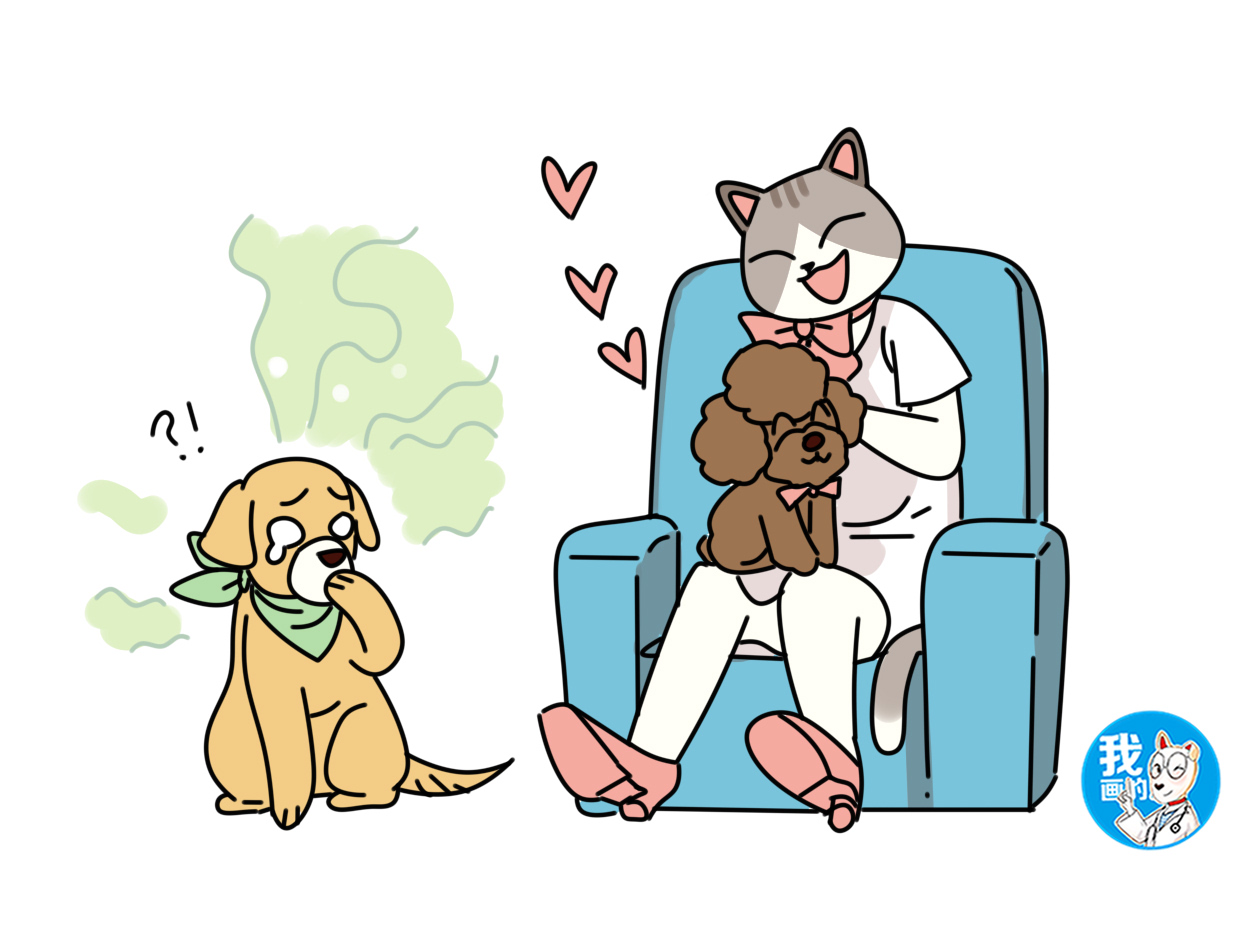 泰迪被认成比熊被揭穿,家喻户晓的泰迪为什么会跌落神坛