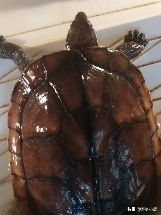 新手黄喉拟水龟,黄喉拟水龟新手