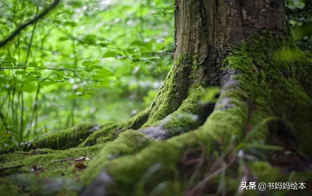 植树节绘本故事树真好完整版,关于植树节的绘本故事树真好