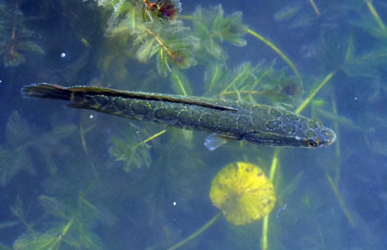 小黑鱼离开大黑鱼能存活吗,黑鱼如果钓走了小黑鱼还能不能活