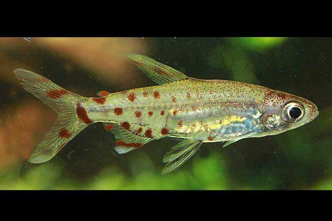 草缸灯鱼专用灯,草缸专用灯防太阳