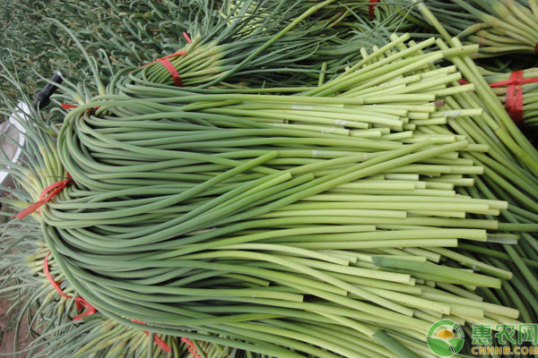 蒜苔价格今日行情山东,2019年全国蒜苔价格行情
