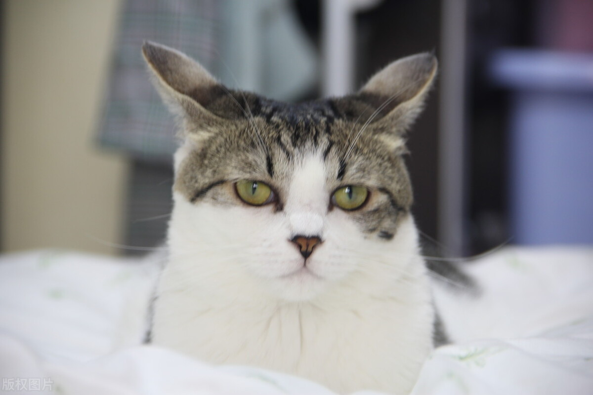 小猫咪便秘怎么快速排便,两个月小猫咪便秘怎么用开塞露