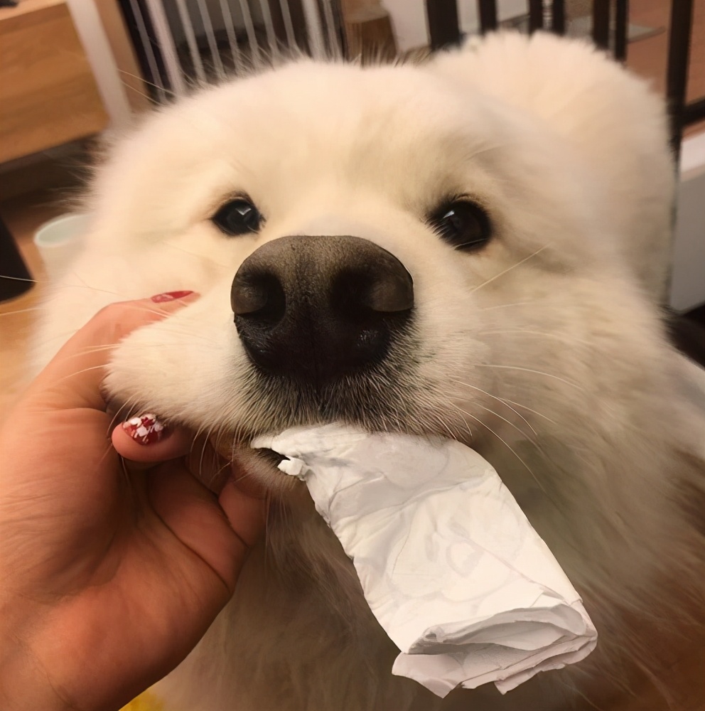 盘点狗界五大败家子你敢养吗,狗界最怂的6种狗有危险溜得很快