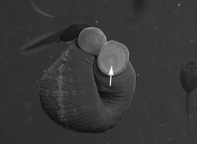 水蛭吸血可治病?结果几百年前的西方人因此导致梅毒的交叉感染