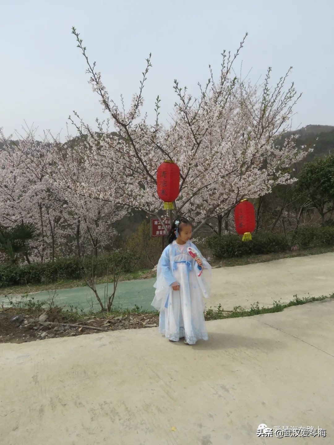 清凉寨樱花烂漫,清凉寨野景