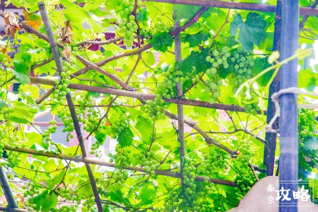 慧园里，南京城中，时光交错的角落