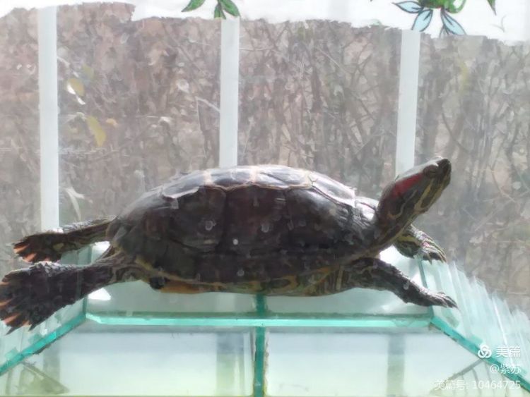 什么乌龟蜕壳,乌龟的退壳