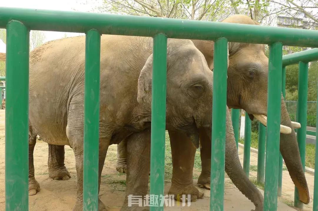 郑州市动物园开放,郑州市动物园什么时候去合适