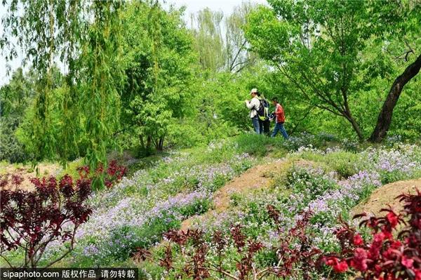 紫色花海哪里最好玩,紫色的花海景点