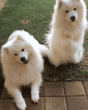 狗狗颜值排行榜你家狗子上榜了吗,狗界颜值排行萨摩耶