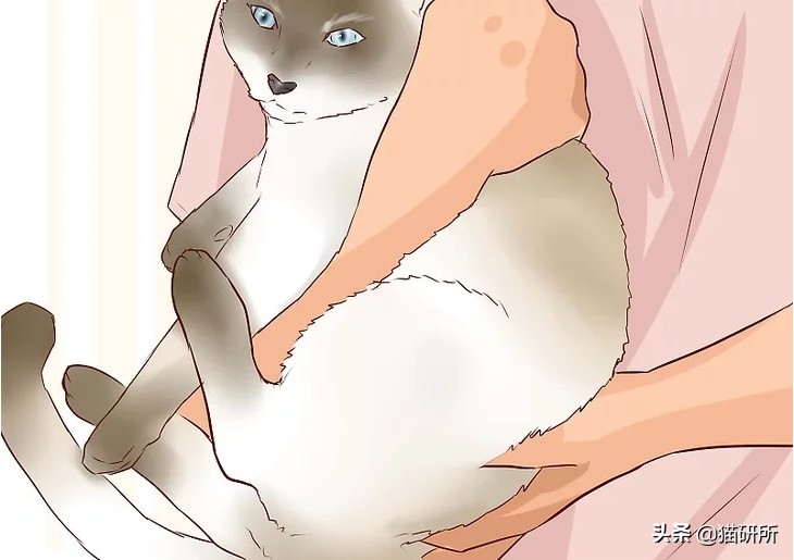 养了十多天的猫猫想抱它要怎么做,养了两年的猫怎么教