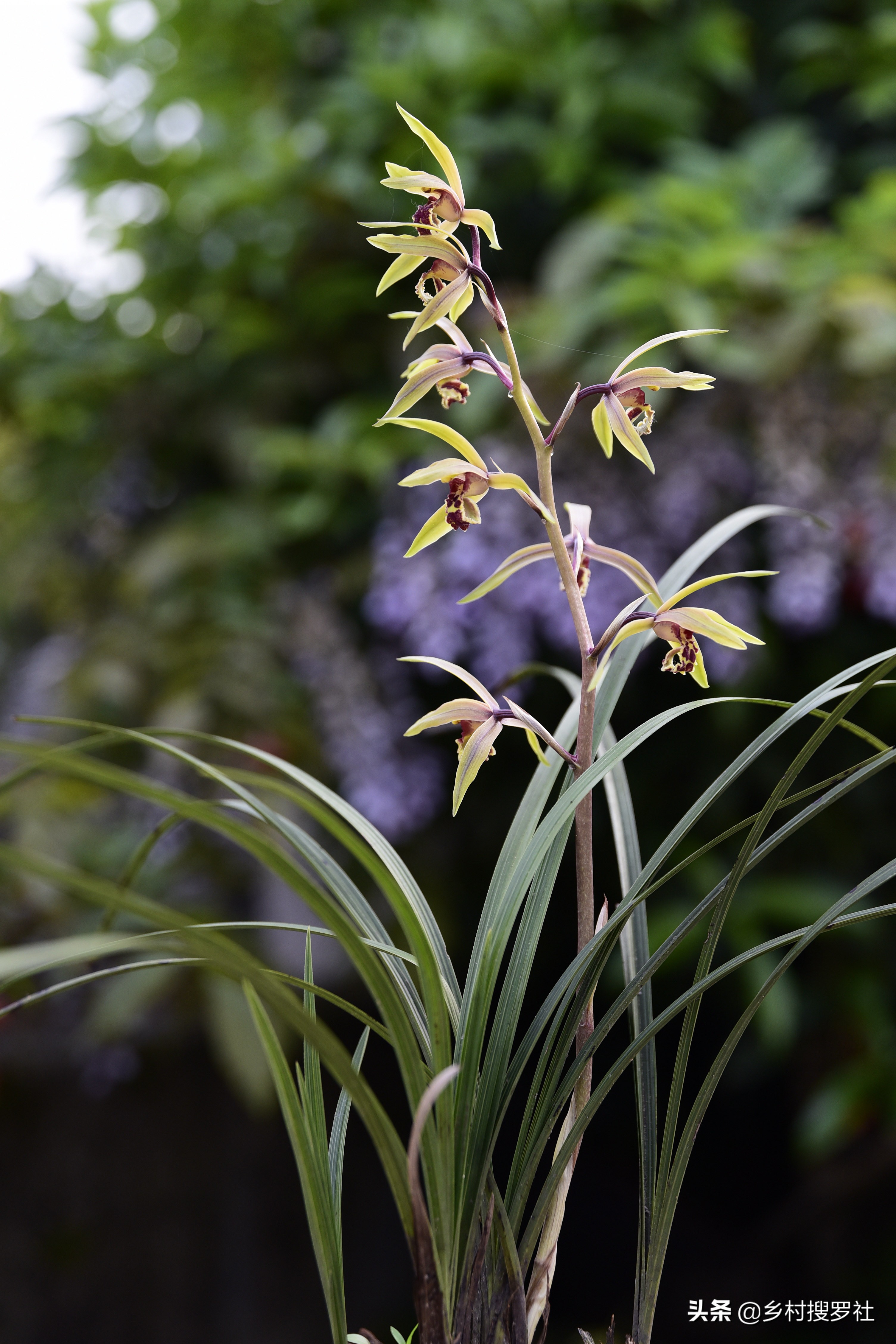 网购兰花预防消苞,网购兰花应注意什么