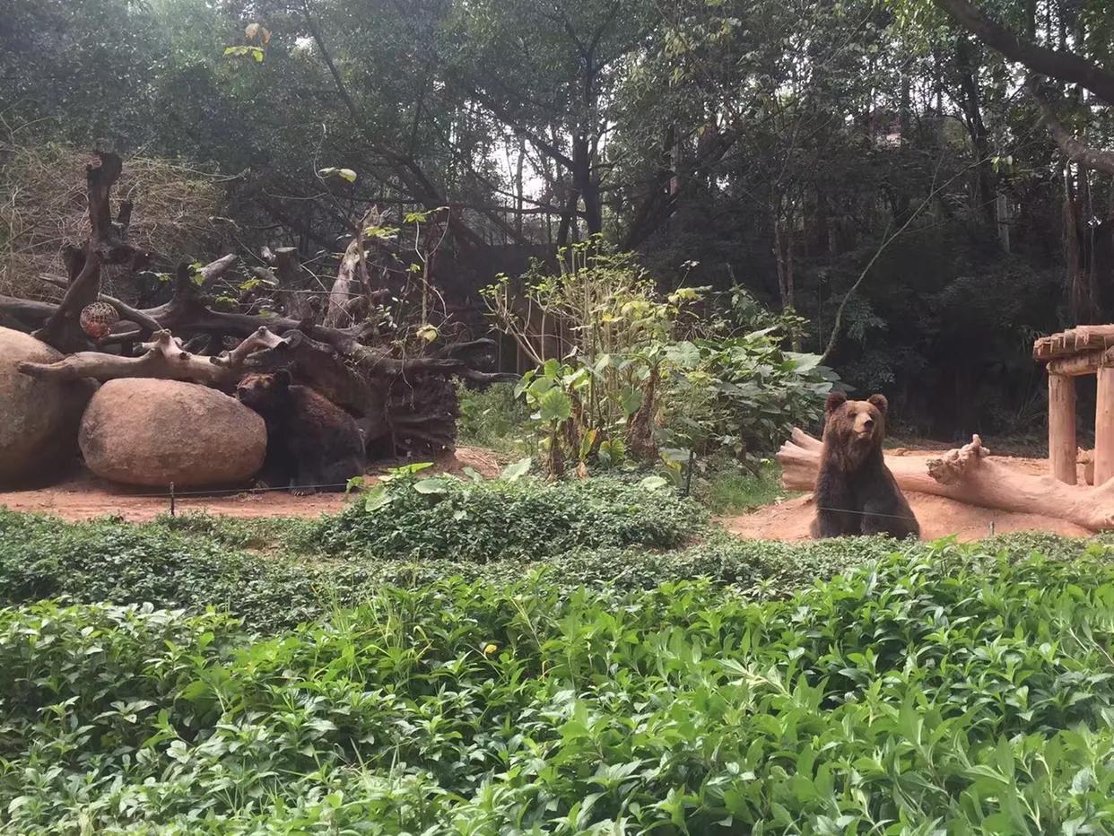 长隆野生动物世界到珠海海洋王国,去长隆野生动物世界需要注意什么