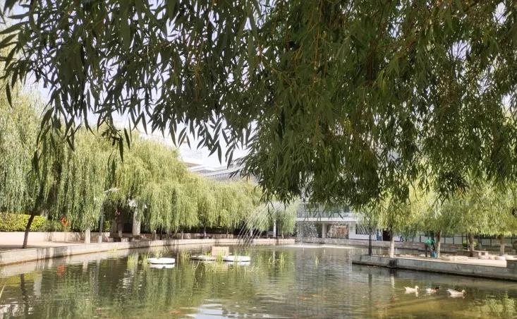 郑州2020中考省重点高中分数线,郑州各高中中招录取线