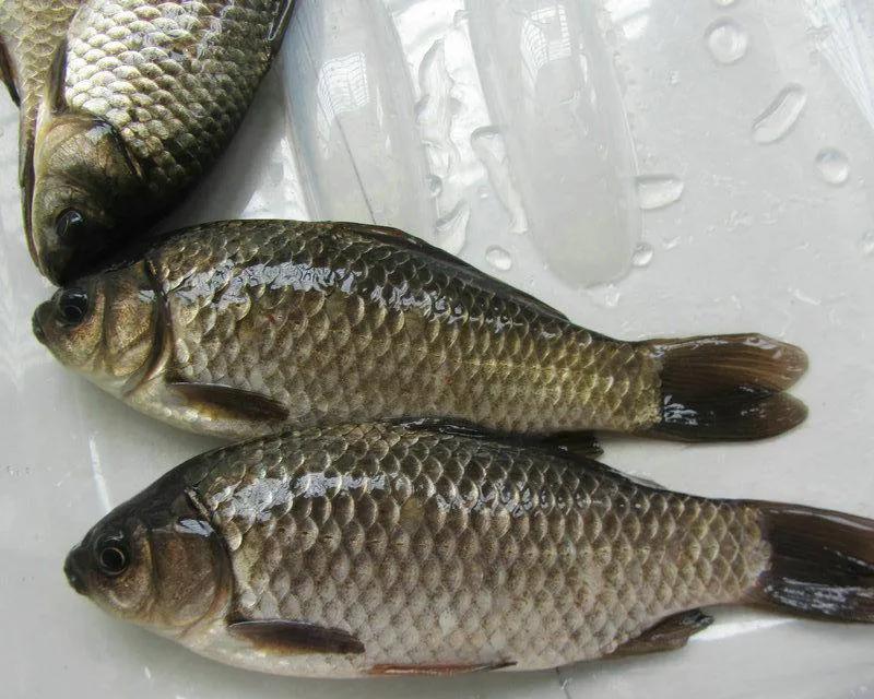 青鱼草鱼鲢鱼鳙鱼被称为四大家鱼,草鱼青鱼鲫鱼三种鱼外表怎么区分