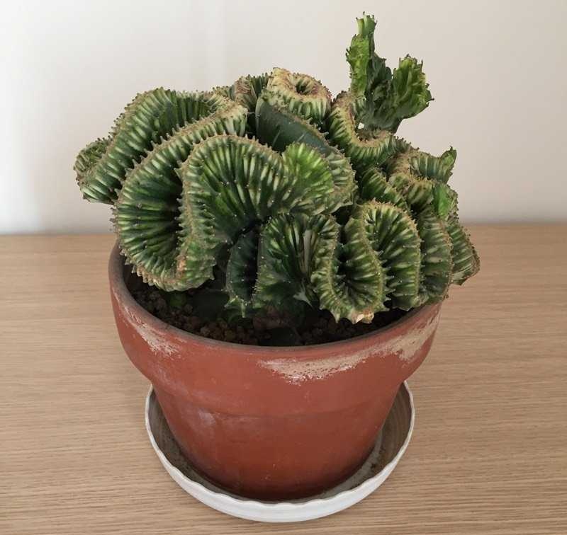 100种室内盆栽花,花卉大全500种盆栽名称