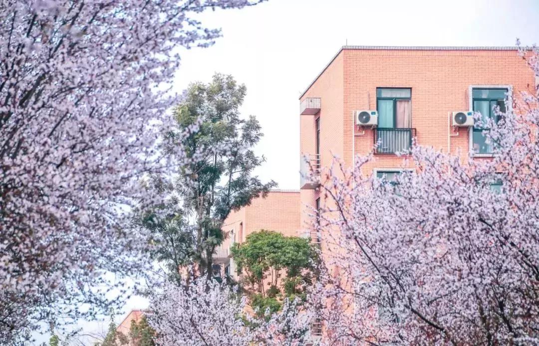 一头扎进春天里云南,美如仙境的西南民大