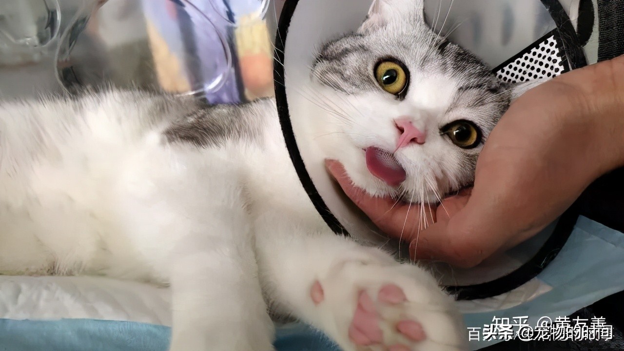 为什么有的猫会攻击主人,为什么宠物猫喜欢攻击小孩