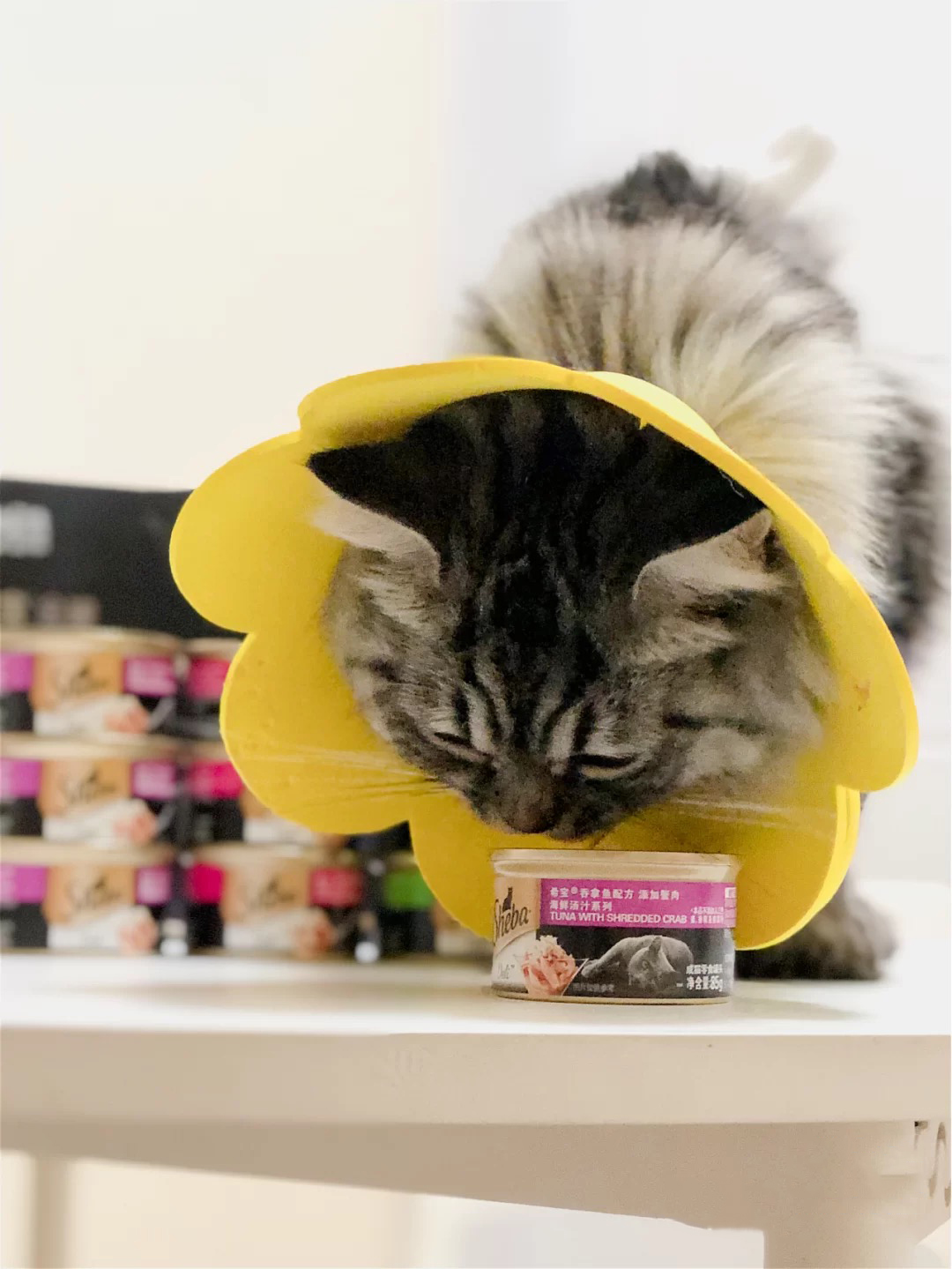 如何正确挑选猫粮以及猫罐头,新手铲屎官要怎么选择猫罐头