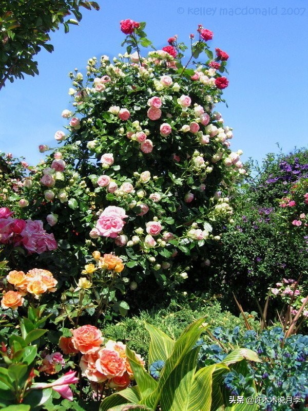 如何制作月季的肥料,月季自制液体肥怎么用最好