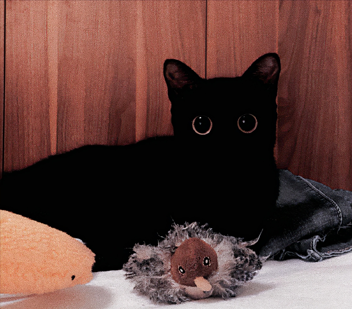 为何不建议养黑猫,黑猫为啥不建议养