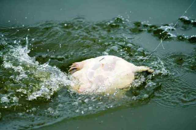 甲鱼如何抓捕,甲鱼难捕不