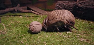 老哥朝他连开三枪，却被反弹的*弹子**击伤，犰狳是何种魔幻生物？