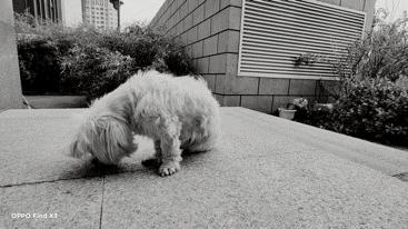 oppofindx3pro能和iphone比吗,oppofindx3真实体验