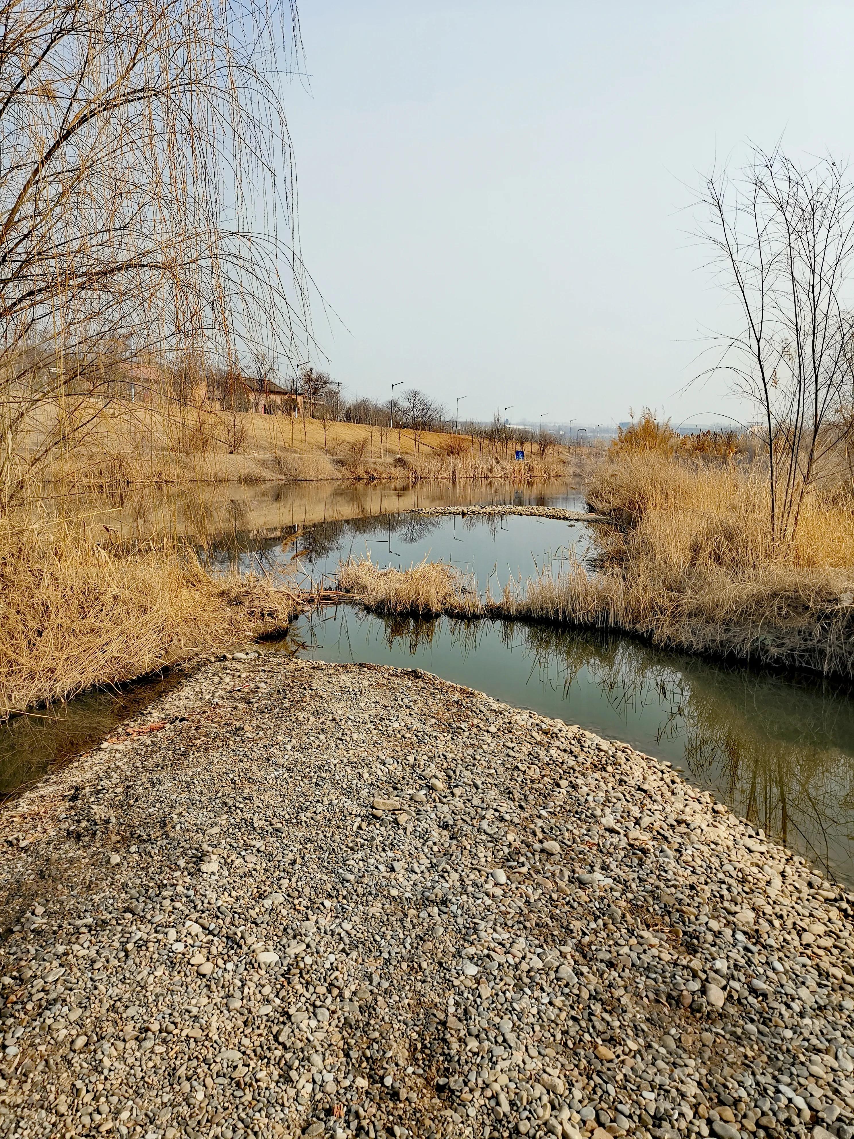 大年初一逛栎阳湖湿地公园，柳色遥看近吐绿，春归石川河！