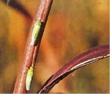 桃树9大虫害分析,蚜虫类、介壳虫类等虫害防治方法介绍