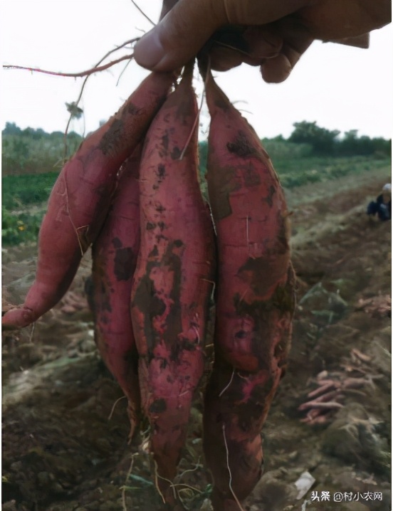 2021年农村创业国家扶持项目,2021年农村小本创业项目