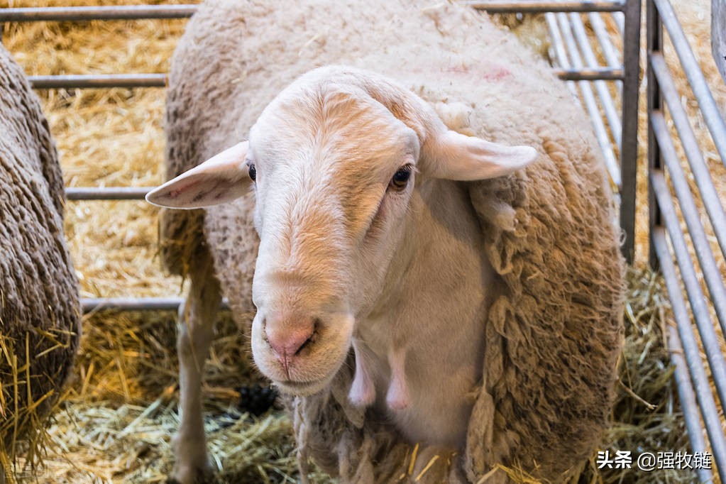 圈养羊的要领,圈养羊需要喂什么